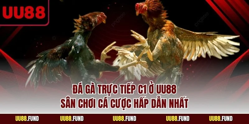da-ga-truc-tiep-c1-o-uu88-san-choi-ca-cuoc-hap-dan-nhat