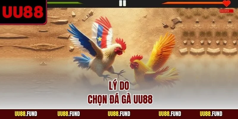 ly-do-chon-da-ga-uu88