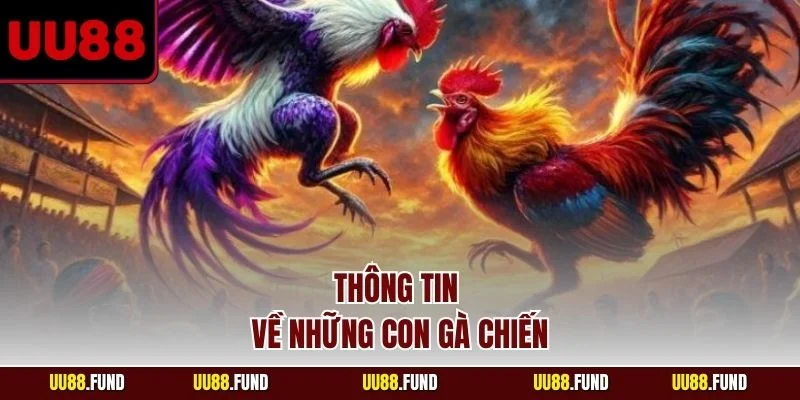 thong-tin-ve-nhung-con-ga-chien