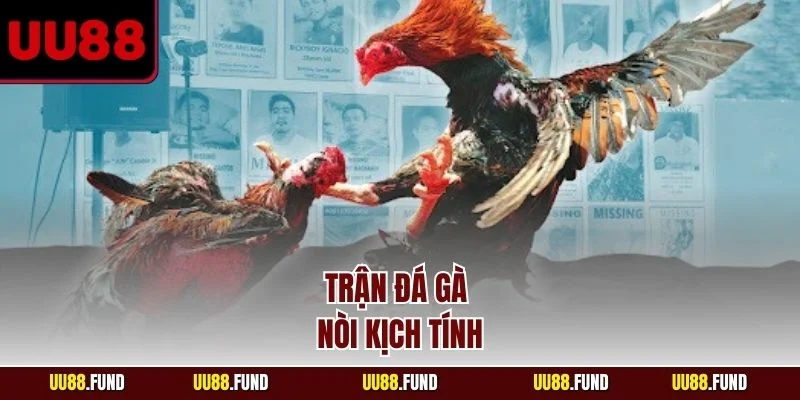 tran-da-ga-noi-kich-tinh